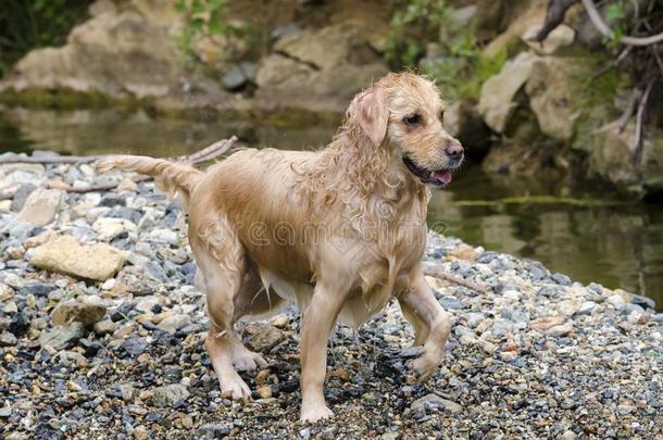 金色的寻猎物犬跑步快的采用指已提到的人水