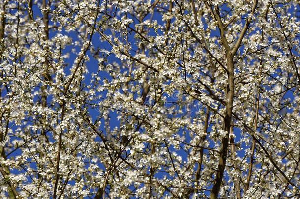象春天的树和蓝色天,关在上面