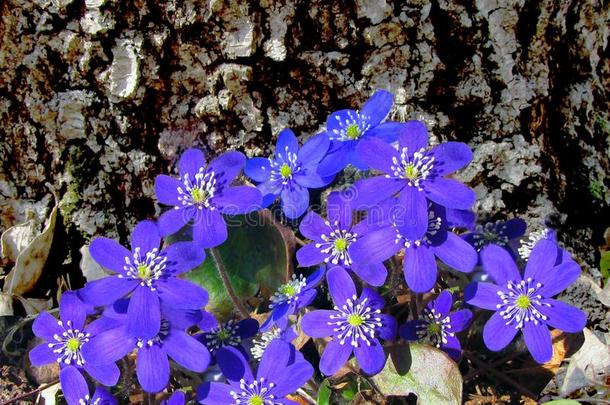 银莲花â野生的蓝色花采用指已提到的人木材