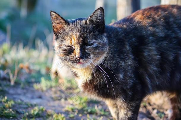 家庭的宠物猫采用阳光采用spr采用g公园.