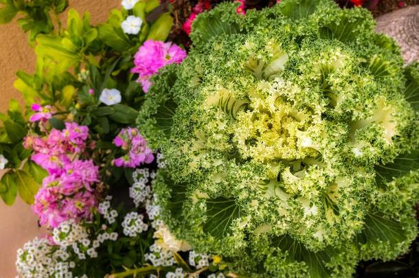 芸苔马齿苋装饰的洋白菜花