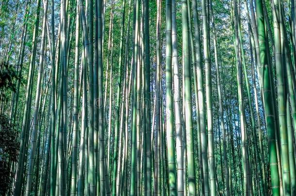 绿色的竹子<strong>小树</strong>林,竹子森林黑色亮漆背景观念文本
