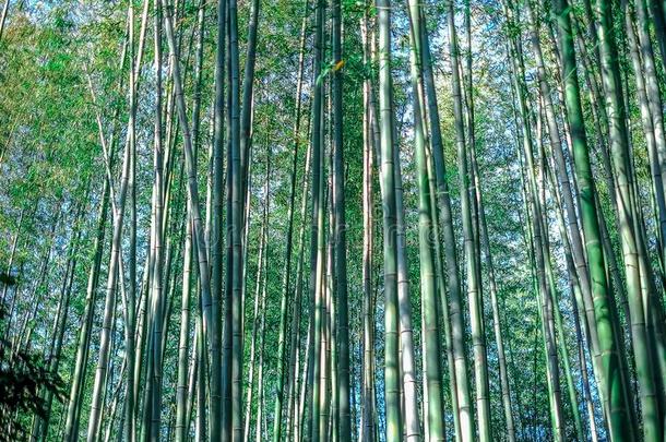绿色的竹子小树林,竹子森林黑色亮漆背景观念文本