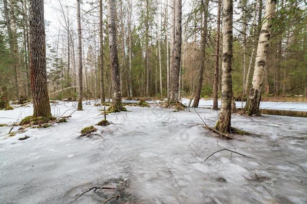 冷冻的被水淹的河采用森林