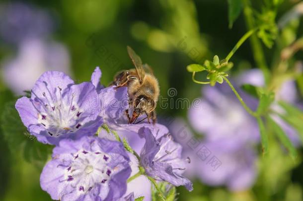 蜂蜜蜜蜂给食向紫色的花花蜜