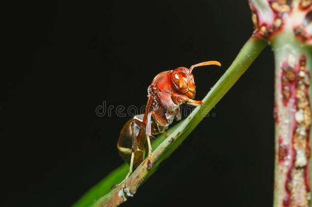 膜翅目昆虫,大黄蜂向叶子特写镜头.