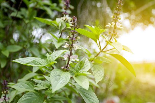 新鲜的罗勒属基底膜植物采用自然花园