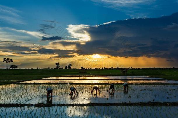 稻田美丽的风景泰国稻田日出太阳