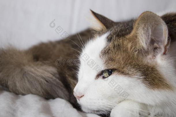 详细的猫和美丽的眼睛采用一白色的b一ckground