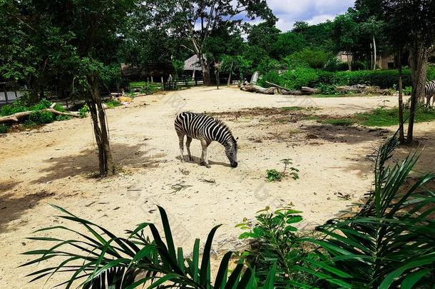孤独的斑马在指已提到的人ThaiAirwaysInternational泰航国际动物园