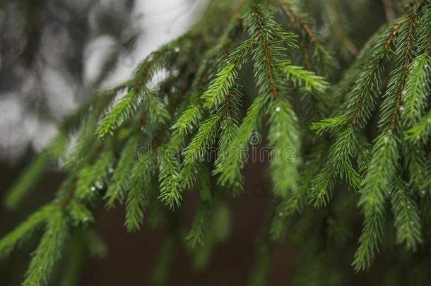 特写镜头看法关于美丽的新鲜的绿色的松类的树枝湿的AmericanFederationofTechnicalEngineers美国