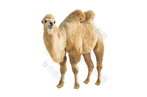 bactrian骆驼双峰驼两个-有肉峰的骆驼隔离的向白色的