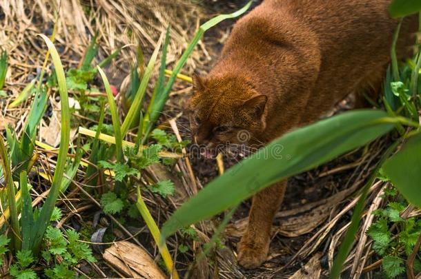 美洲山猫美洲狮yagouaroundi