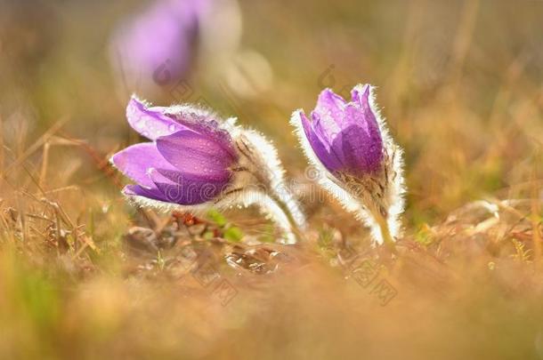 春季花.自然和草地在日落.季节的观念FaroeIslands法罗群岛