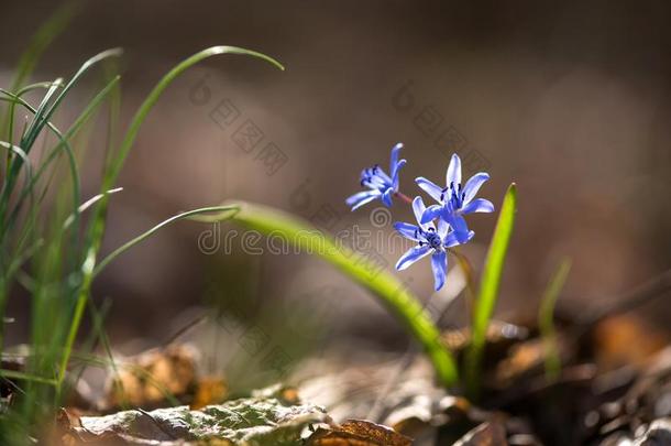 阿尔卑斯山的虾蛄或两个-叶子虾蛄,绵枣儿属植物双<strong>玉兰</strong>