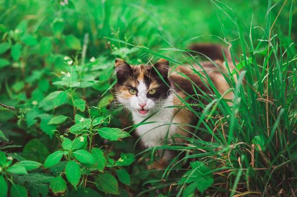 生气的有样子的猫躲<strong>藏经</strong>过新鲜的绿色的草