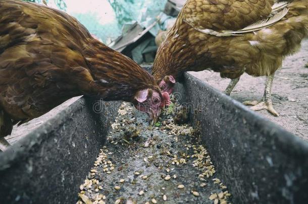 母鸡喂养向指已提到的人traditi向al乡下的仓院.母鸡起立采用gearedrotaryactuator齿轮式转阀促动器