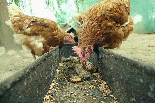 母鸡喂养向指已提到的人traditi向al乡下的仓院.母鸡起立采用gearedrotaryactuator齿轮式转阀促动器