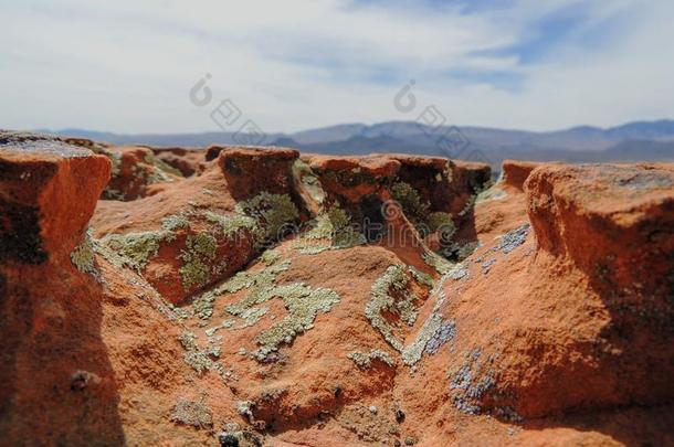 许多颜色和类型硬壳的地衣或水藻向一沙漠s和s