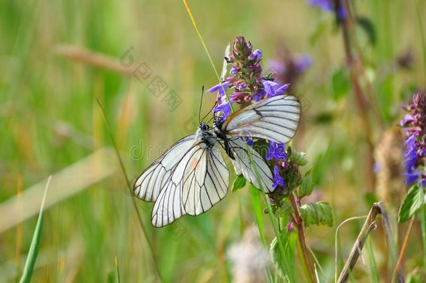 白色的甘蓝蝴蝶向小的紫罗兰花