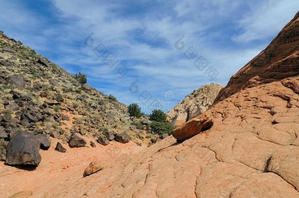 许多颜色和类型硬壳的地衣或水藻向一沙漠s和s