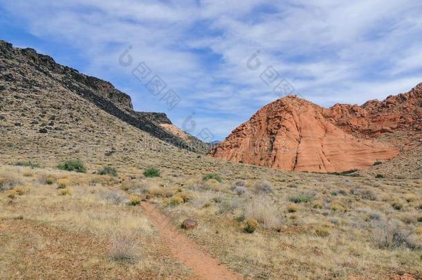 许多颜色和类型硬壳的地衣或水藻向一沙漠s和s