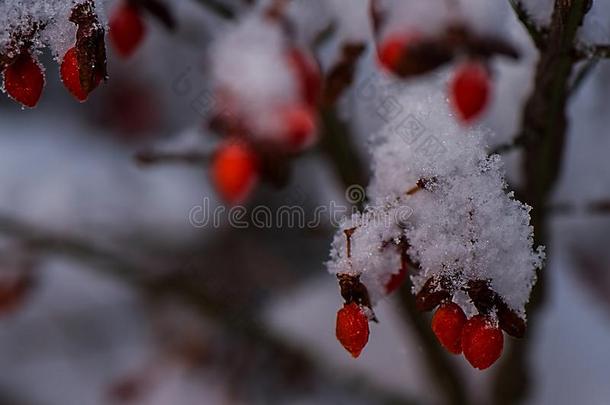 <strong>红色</strong>的浆果向雪大量的火灌木树枝圣诞节<strong>精神</strong>