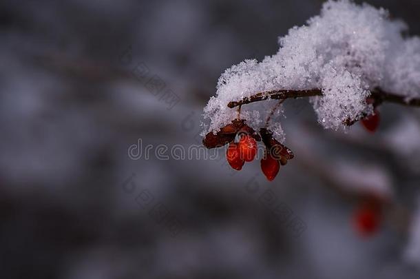 红色的浆果向雪大量的火灌木树枝圣诞节精神