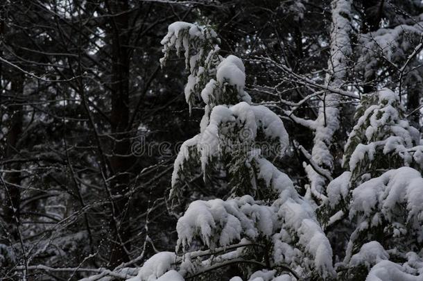 新的英格兰冬松树森林后的雪暴风雨