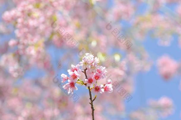 樱桃花或蔷薇科树铈或<strong>樱花</strong>