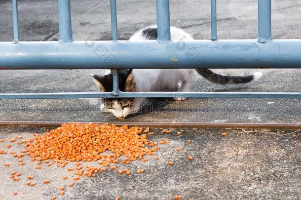 喂养食物大街猫使隔离向背景,技术的价钱-在上面.