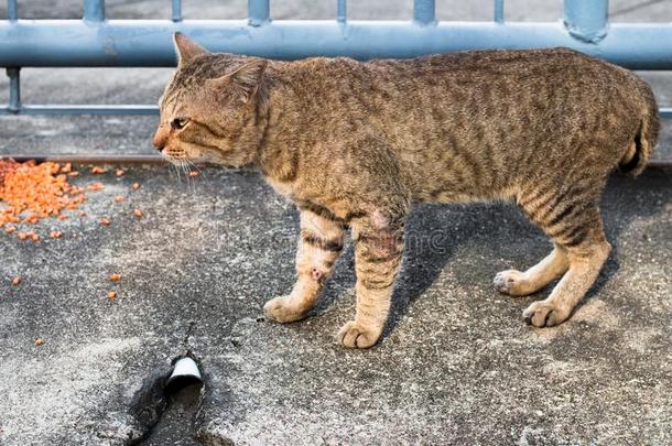 喂养食物大街猫使隔离向背景,技术的价钱-在上面.