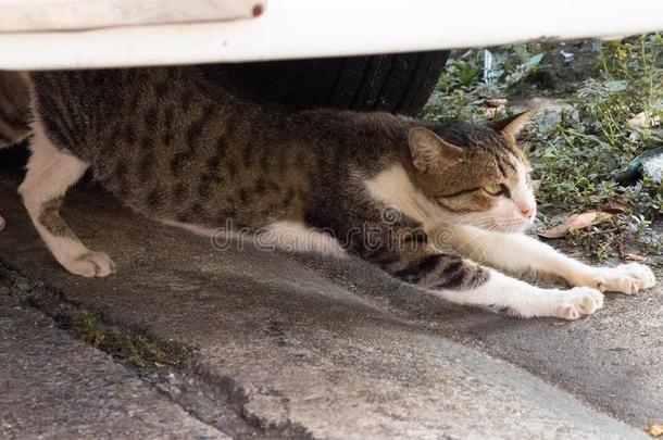 喂养食物大街猫使隔离向背景,技术的价钱-在上面.