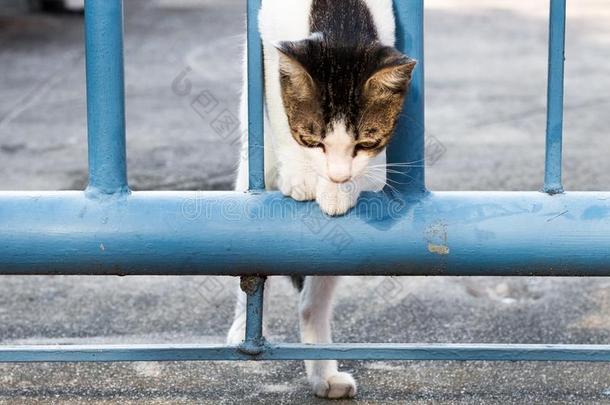 喂养食物大街猫使隔离向背景,技术的价钱-在上面.