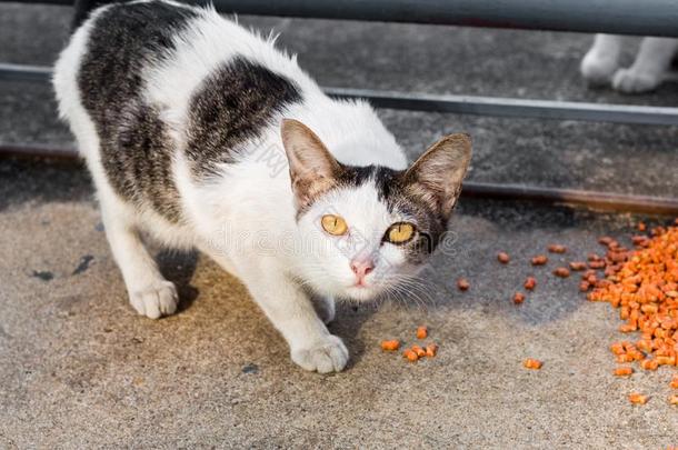 喂养食物大街猫使隔离向背景,技术的价钱-在上面.