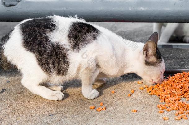 喂养食物大街猫使隔离向背景,技术的价钱-在上面.