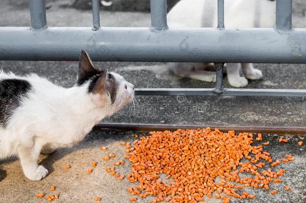 喂养食物大街猫使隔离向背景,技术的价钱-在上面.