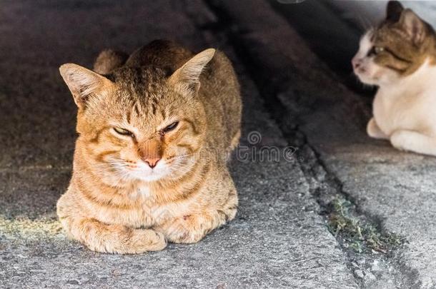 喂养食物大街猫使隔离向背景,技术的价钱-在上面.