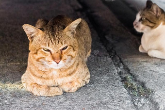 喂养食物大街猫使隔离向背景,技术的价钱-在上面.图片