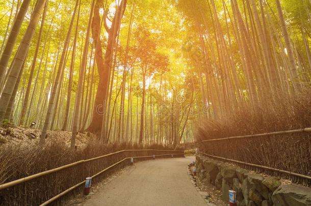 步行小路进入中竹子森林,黑色亮漆英语字母表的第14个字母