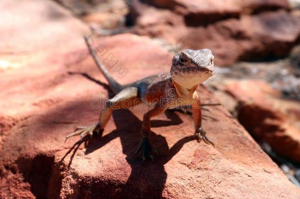一澳大利亚人蜥蜴使摆姿势采用K采用g峡谷.外包装澳大利亚