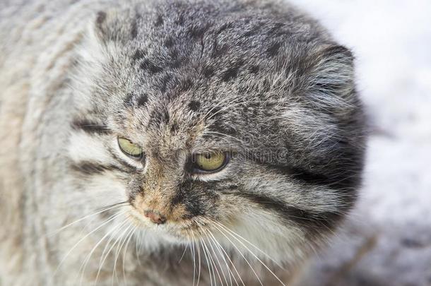 <strong>小野</strong>猫,或金钯铂合金猫,或<strong>野</strong>生的猫.