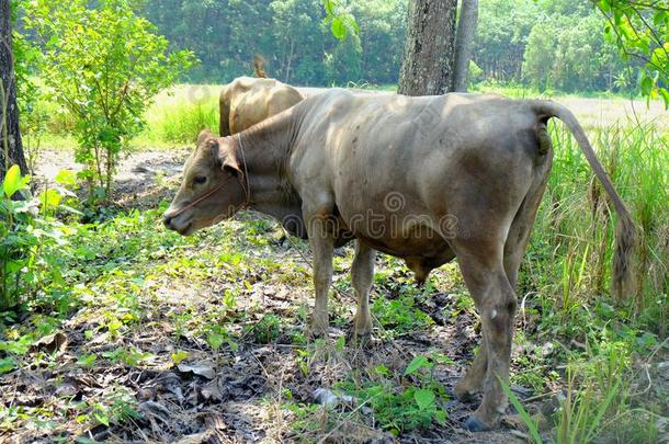 棕色的奶牛是（be的三单形式肛门的粪.指已提到的人奶牛是（be的三单形式澄清.奶牛肛门的希希