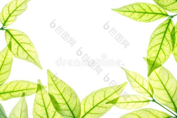 特写镜头白色的空间在指已提到的人中心关于框架在旁边新鲜的绿色的树叶