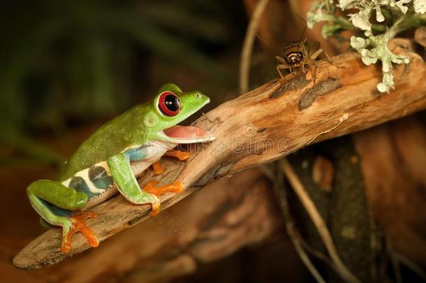 红色的-眼睛青蛙和蟋蟀采用指已提到的人陆地动物饲养所
