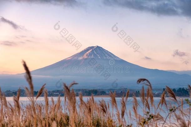 登上紫藤-sandwic三明治和金色的草地采用河口湖湖在日出