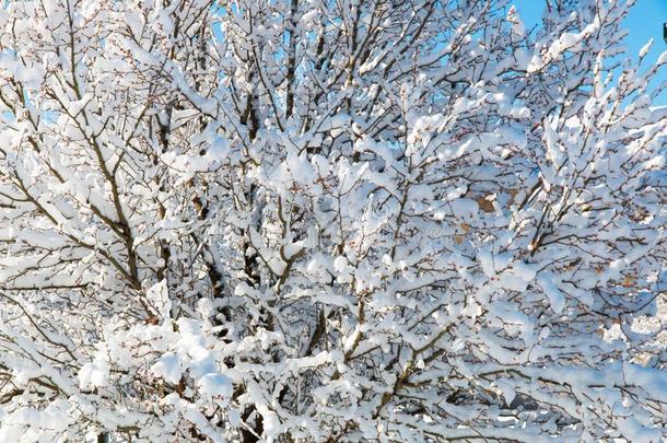 模式关于树树枝大量的和雪,自然的背景.