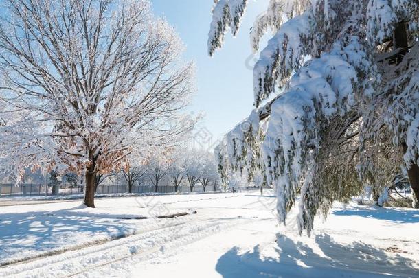 冬季节采用城市,路和树后的下雪.