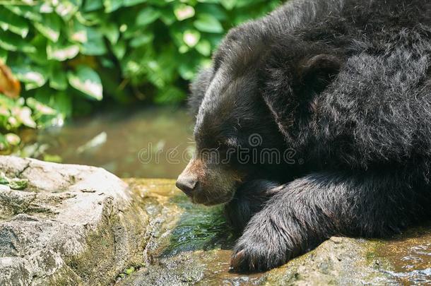 黑的水牛熊躺上端下向小的水河流和太阳