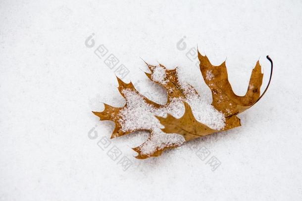 干燥的,棕色的栎树叶子舒适而温暖地安定下来采用雪